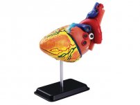Anatomisk modell Hjärta 14 cm
